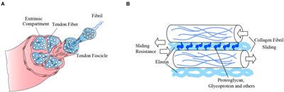 Interplay of Forces and the Immune Response for Functional Tendon Regeneration